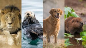 Understanding the 4 Animal Personality Types and How You Naturally Respond to Others