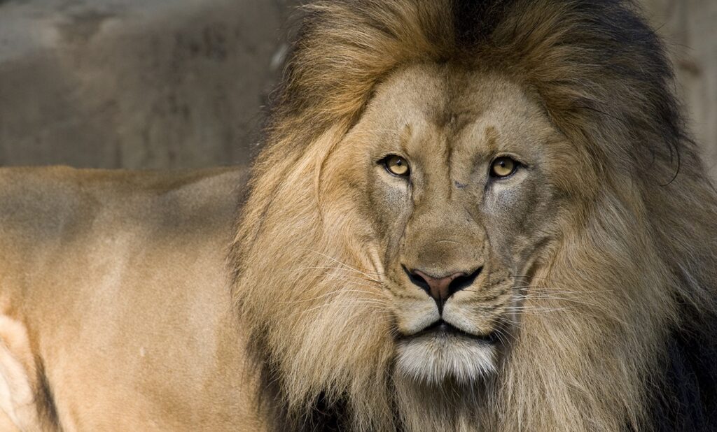 Lion Personality Type