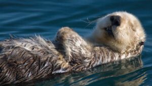 Understanding “The Fun Seeker” Otter Animal Personality Type